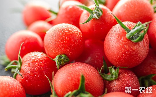 西红柿价格四个月来疯涨84% 创近三年新高　