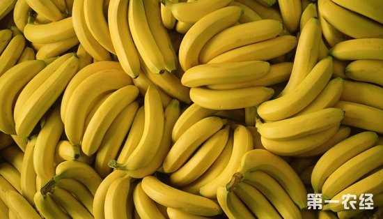 2018年9月7日进口香蕉和国产香蕉价格行情