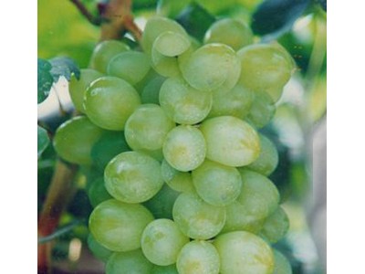 维多利亚-泸州金龙葡萄