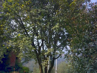 四川丛生黄角树，地径30cm、40cm、50cm等规格