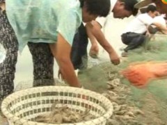 无公害对虾养殖技术 (385播放)